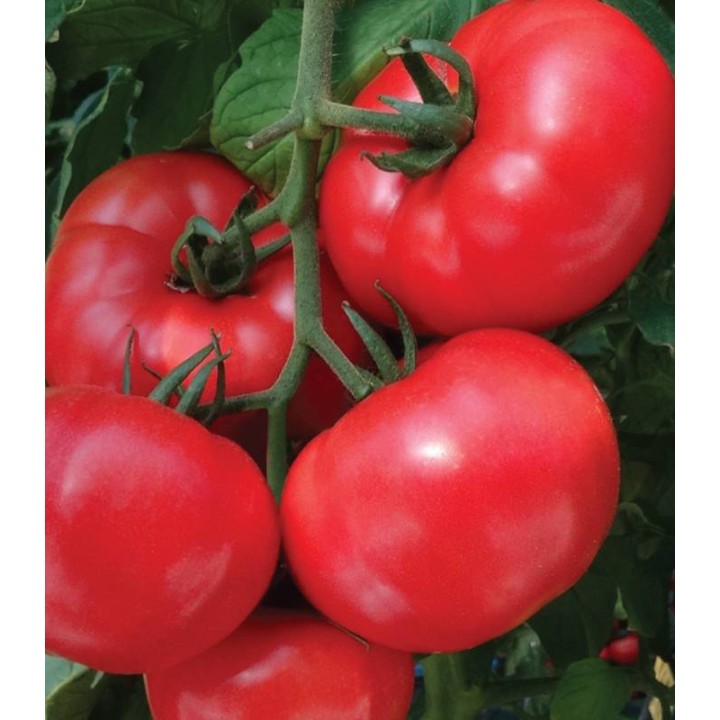Seminte de tomate Pink Lord F1, 500 seminte