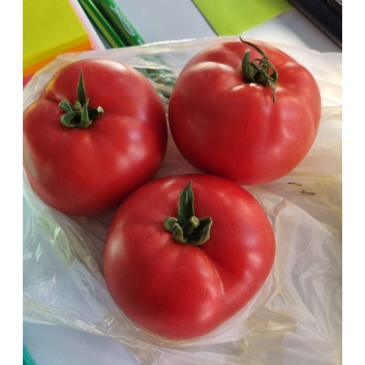 Seminte de tomate Pink Lord F1, 500 seminte