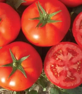 Seminte de tomate Bueno F1, 500 seminte