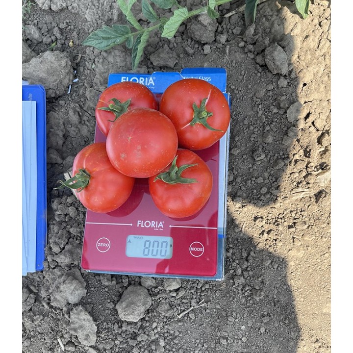 Seminte de tomate Asya F1, hibrid de camp