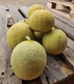 Seminte de pepene galben Galma F1