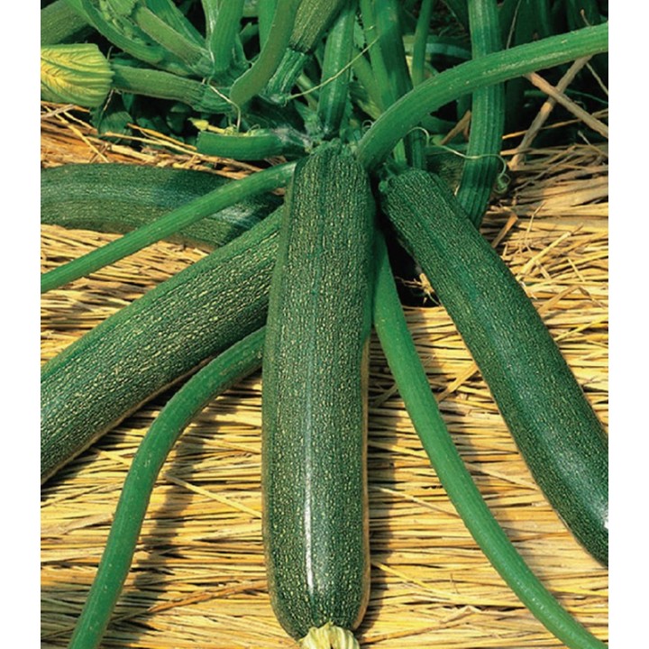 Seminte de dovlecei Sunny House F1, hibrid tip Zucchinni