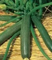 Seminte de dovlecei Sunny House F1, hibrid tip Zucchinni