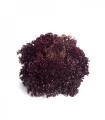 Seminte salata Carnelian