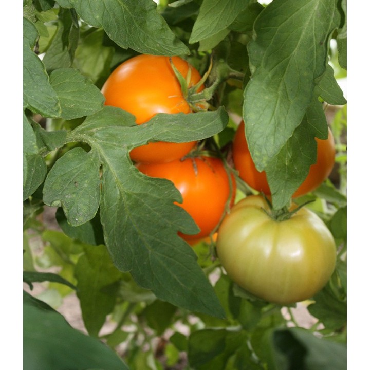 Seminte de tomate Nectaria, 2 grame