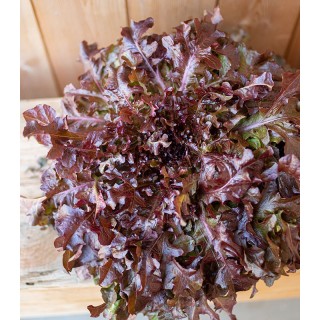Seminte de salata Red Salad Bowl, 8 grame