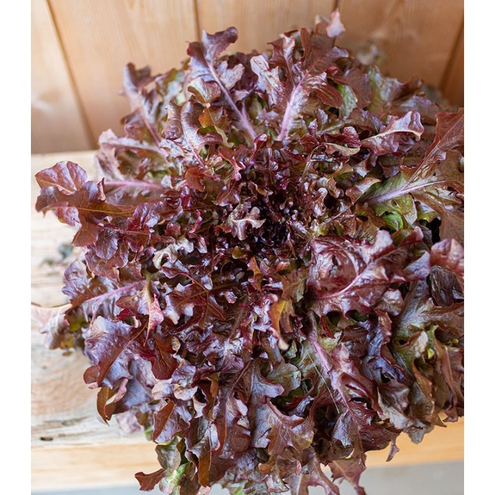 Seminte de salata Red Salad Bowl, 50 grame