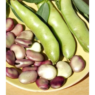Seminte de bob de gradina Extra Precoce a Grano Violetto, 250 grame