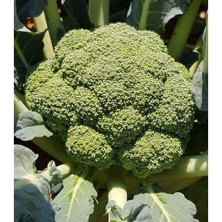 Seminte de broccoli Triton F1, 1000 seminte