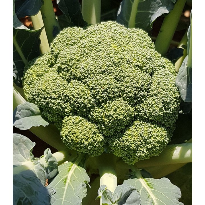 Seminte de broccoli Triton F1, 1000 seminte