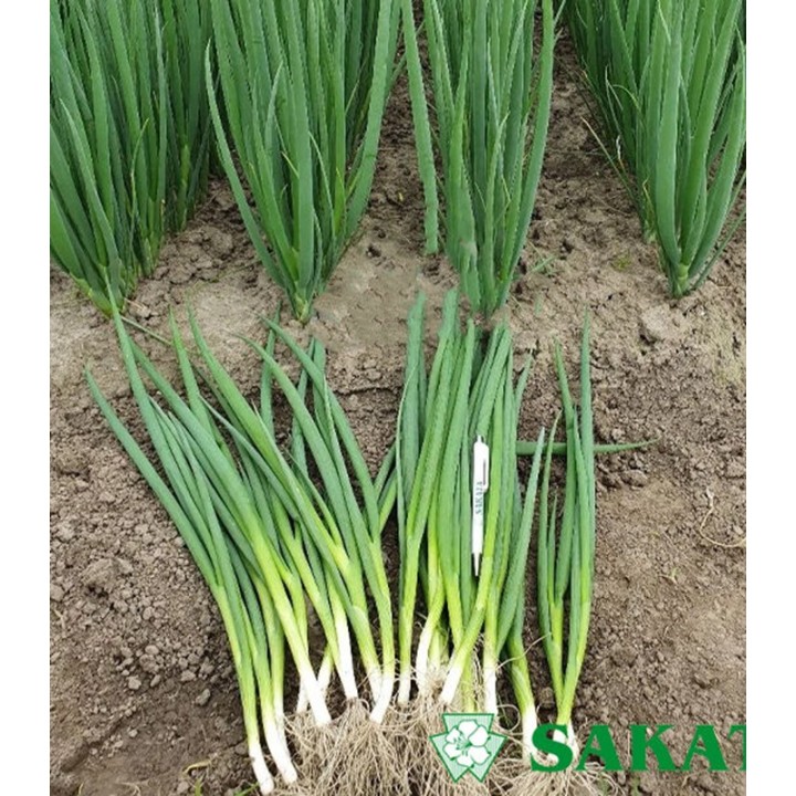 Seminte de ceapa verde Yoda F1, 50 grame