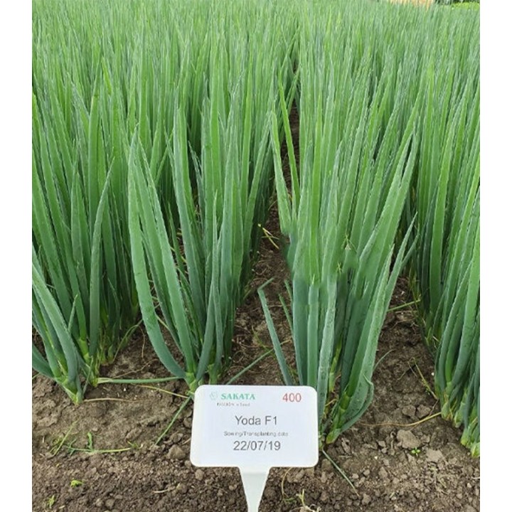 Seminte de ceapa verde Yoda F1, 50 grame