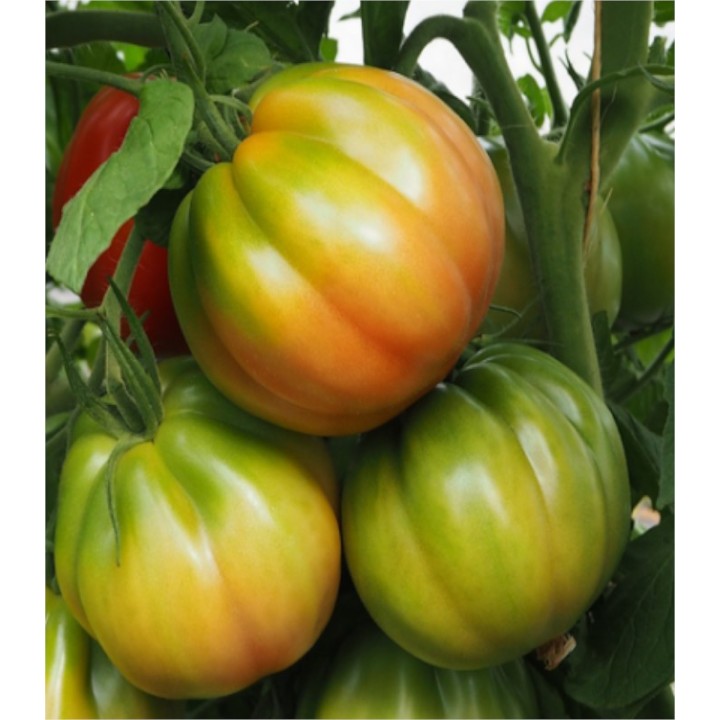 Seminte de tomate Gandalf F1 (TL 14717), 500 seminte
