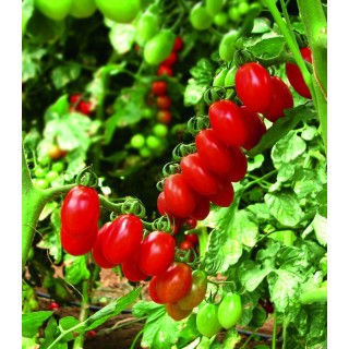 Seminte de tomate Lobello F1, 500 seminte