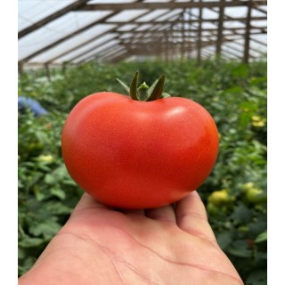 Seminte de tomate Canova F1, 250 seminte