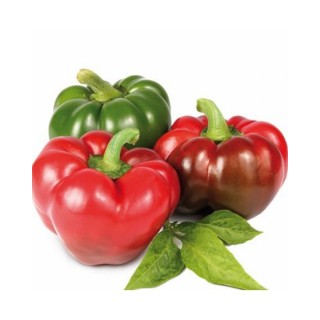 Seminte de gogosar Zeleni Rotund, 10 grame