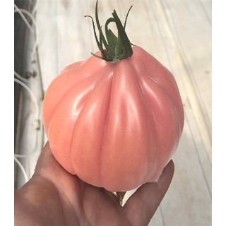 Seminte de tomate Mamipink F1, 100 seminte