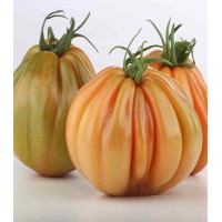 Seminte de tomate Mamipink F1 (E15B.41786), 100 seminte, Enza Zaden