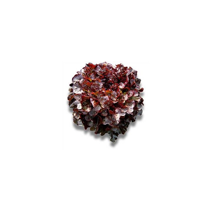 Bolero - 5 grame