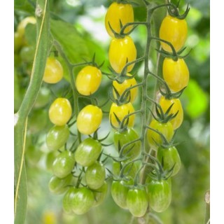 Seminte de tomate Ivorino F1, 500 seminte