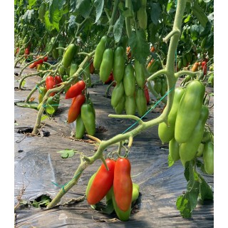 Seminte de tomate Oskar F1, 500 seminte