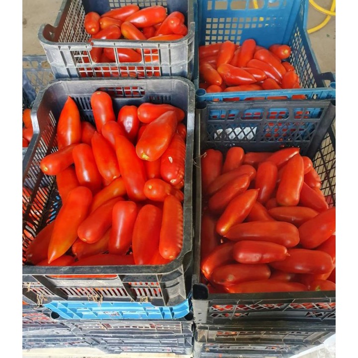 Seminte de tomate Oskar F1, 500 seminte
