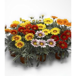 Seminte de gazania Frosty Kiss Mix