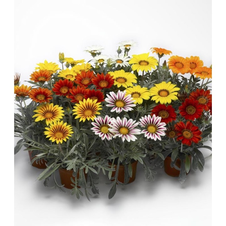 Seminte de gazania Frosty Kiss Mix