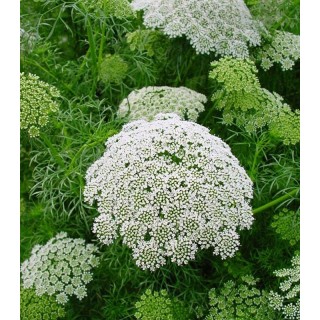 Ammi visnaga Casablanca, 1000 seminte