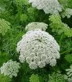 Ammi visnaga Casablanca, 1000 seminte