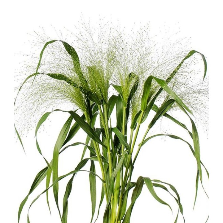 Seminte de Panicum Virgatum Fontaine, 1000 seminte
