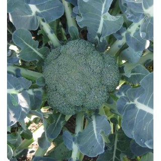 Broccoli Green Garden F1, 1 gram
