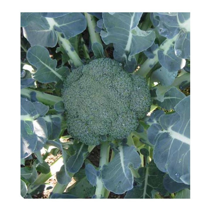 Broccoli Green Garden F1, 1 gram