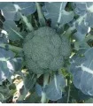 Broccoli Green Garden F1, 1 gram