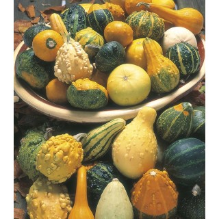 Seminte de dovleac ornamental mix (tartacute), 5 g