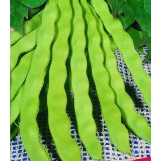 Seminte de fasole urcatoare lata, pastaie verde, Supermarconi seminte negre