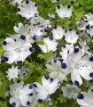 Seminte de Nemophilia Maculata (Cinci Pete)