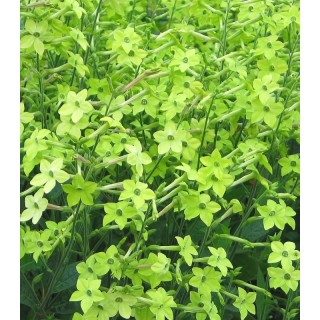 Seminte de regina noptii Lime Green, 1000 seminte