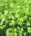 Seminte de regina noptii Lime Green, 1000 seminte