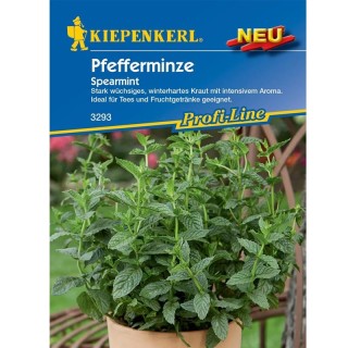 Menta (Spearmint), aprox 50 seminte