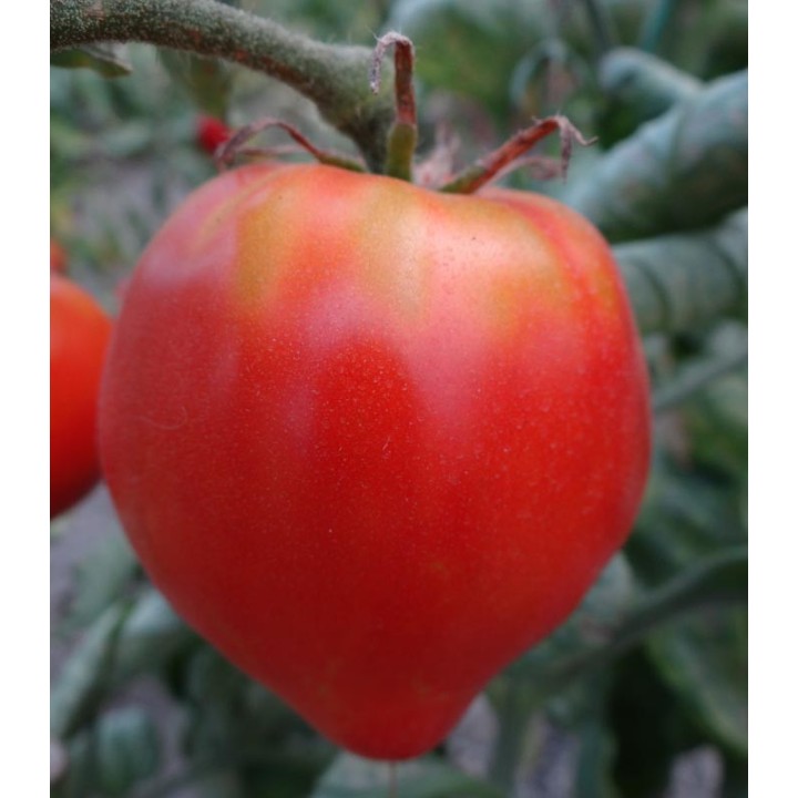 Seminte de tomate Andrada, tip Inima de bou, romaneasca