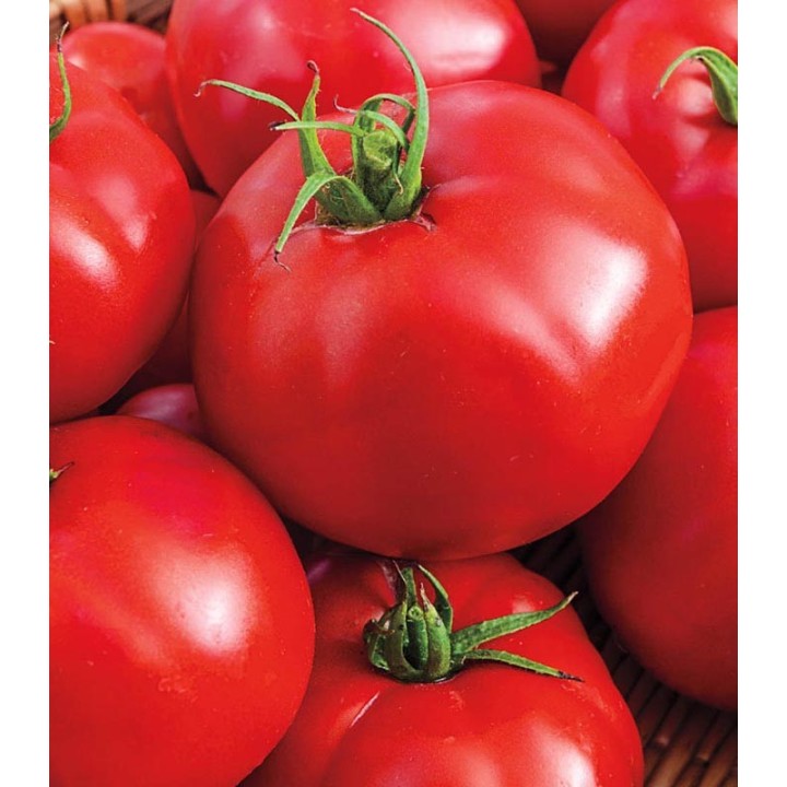 Seminte de tomate Giocondo F1, 15 seminte