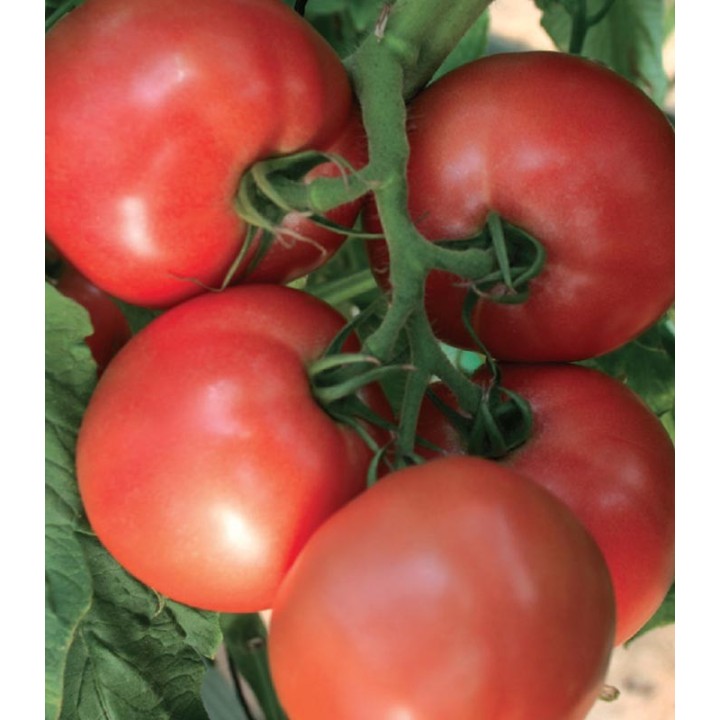 Seminte de tomate Pink Heart F1, 100 seminte