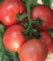 Seminte de tomate Pink Heart F1, 100 seminte