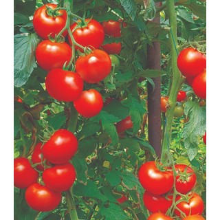 Seminte de tomate Lisa F1, 500 seminte