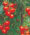 Seminte de tomate Lisa F1, 500 seminte