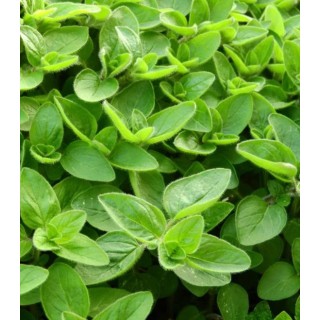 Seminte de maghiran Gentile, 10 g