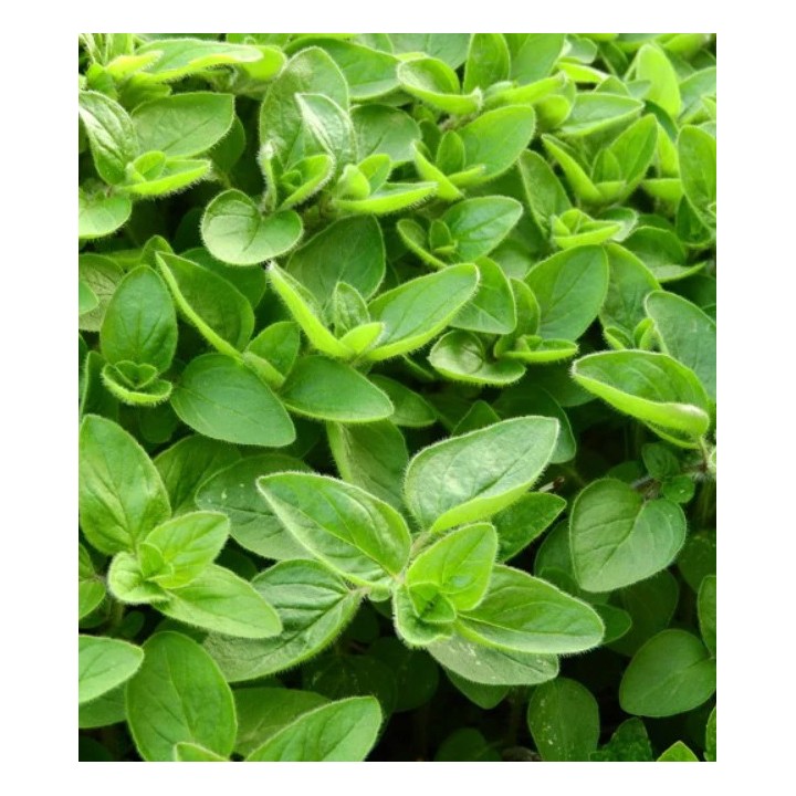 Seminte de maghiran Gentile, 10 g