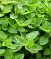 Seminte de maghiran Gentile, 10 g