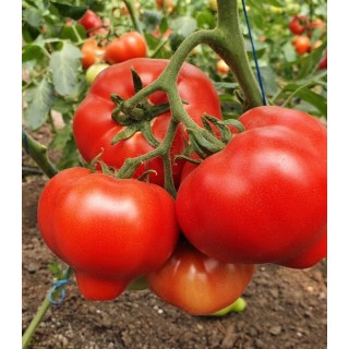 Seminte de tomate Dominet F1, 500 seminte